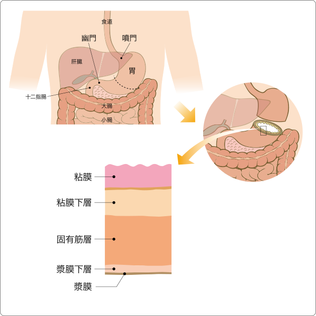 胃の構造の図の画像