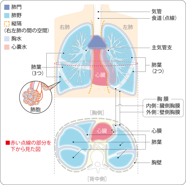 肺の構造の図の画像