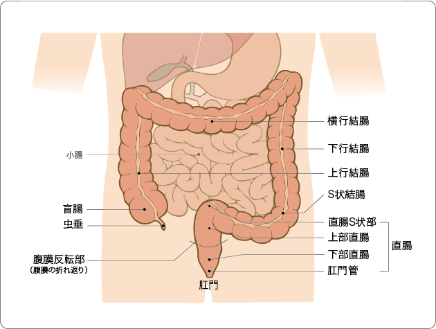 大腸の構造の図の画像