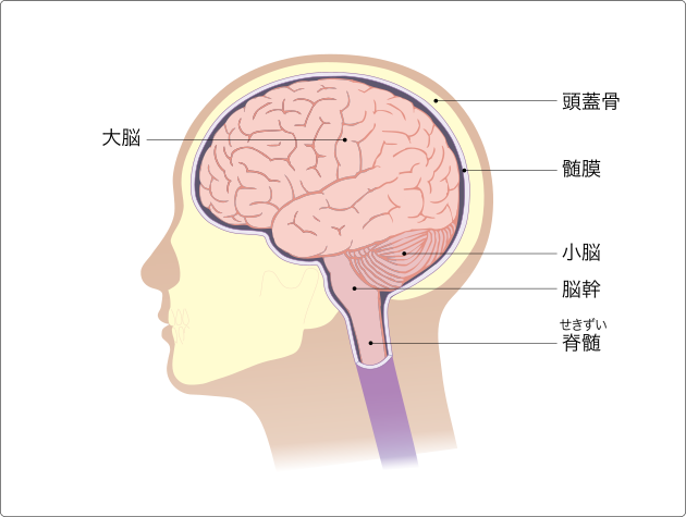 頭蓋骨内の構造の図の画像
