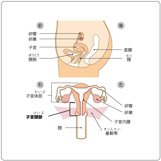 子宮の構造と周囲の臓器の図の画像