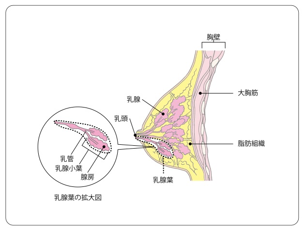 乳房の構造図の画像